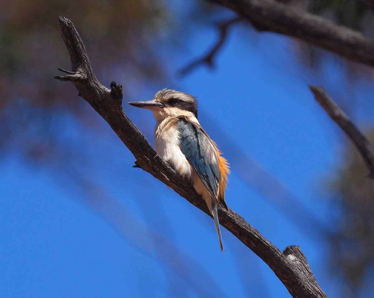 image Red-backed Kingfisher